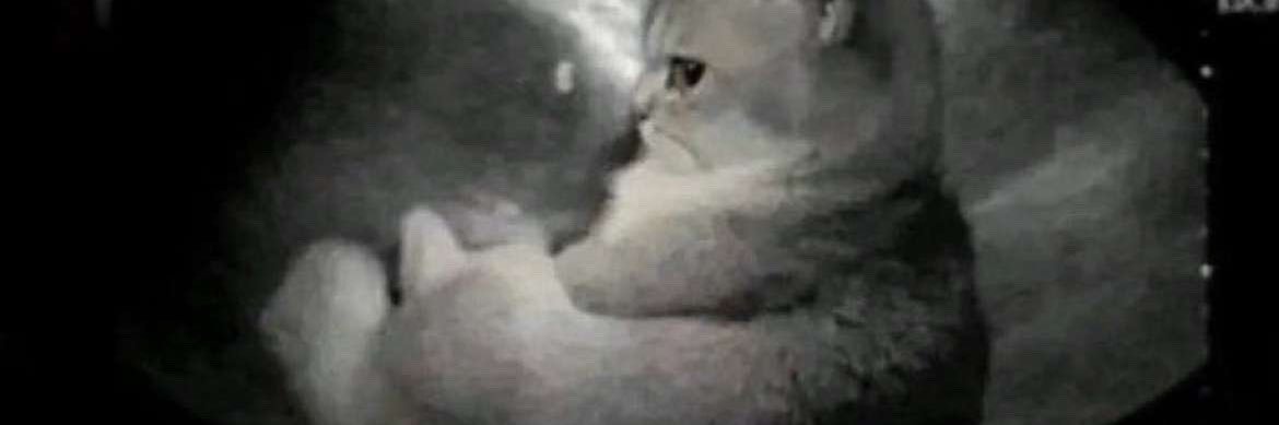 bennybear 🐻 banner