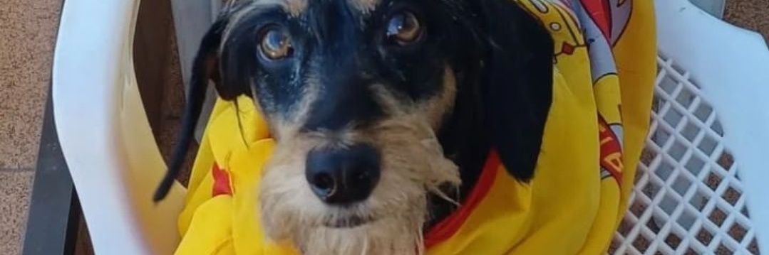 Francisco DeRosso banner