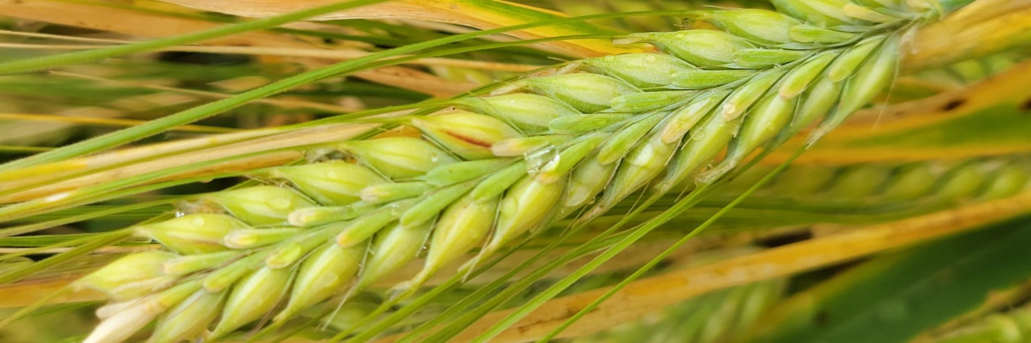Canadian Barley Research Coalition banner