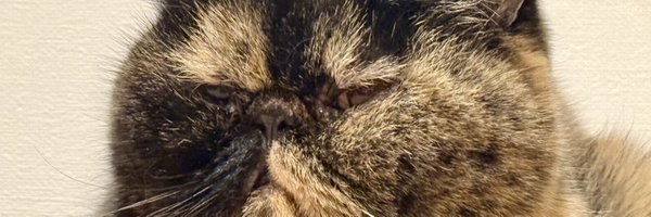 tomo_sa_chi Profile Banner