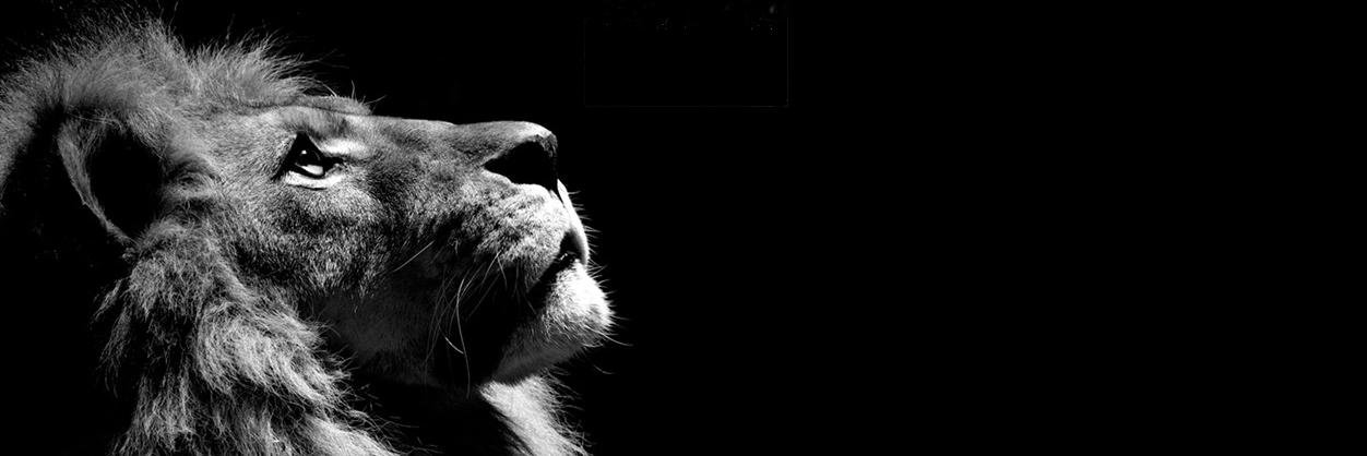 Luu Ly Fabian Nguyen banner