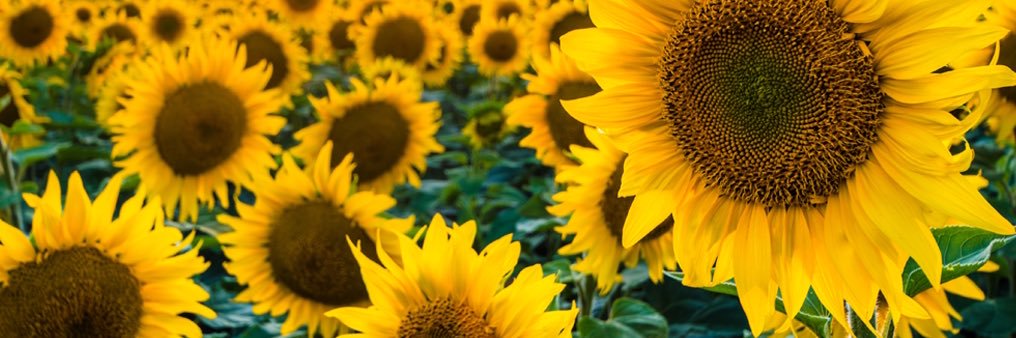 Mariaaah31's profile banner image