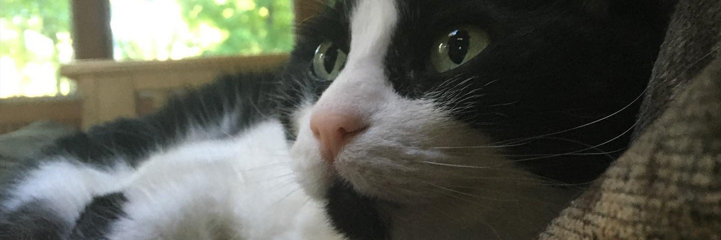 marpeck's profile banner image