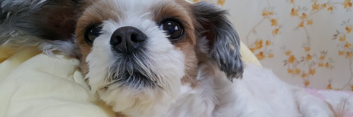 mung162000's profile banner image