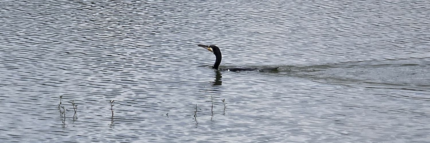 cashlessman.eth banner