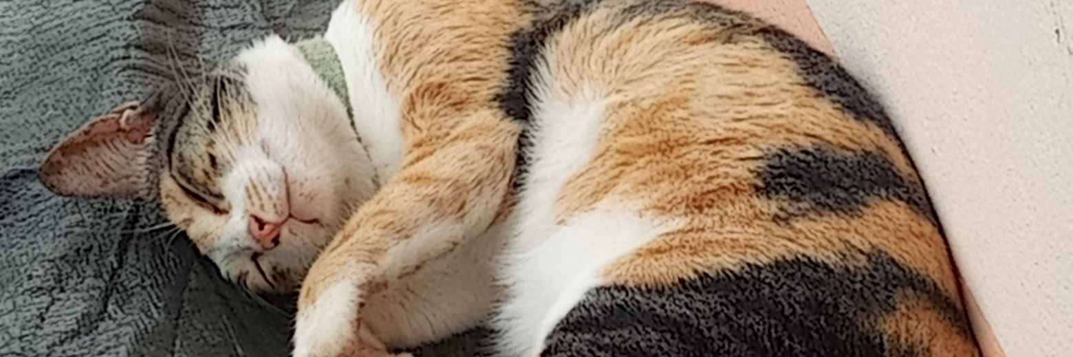 boc_eu's profile banner image