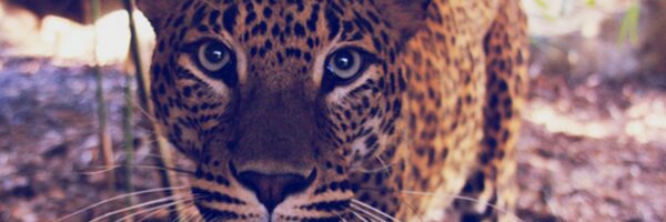 BlindedByLust Profile Banner