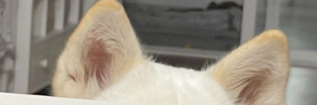 II Rekomen Shopee banner