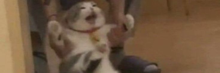 jenosocutei's profile banner image