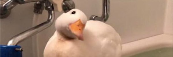 inkyduckRBLX Profile Banner