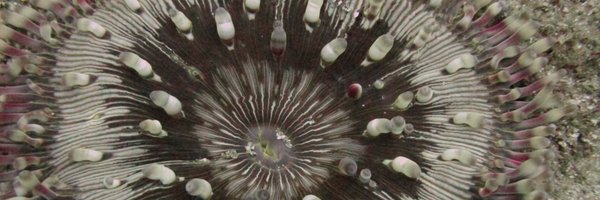 AllegraFox Profile Banner