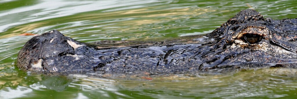 Crocodiles Class banner