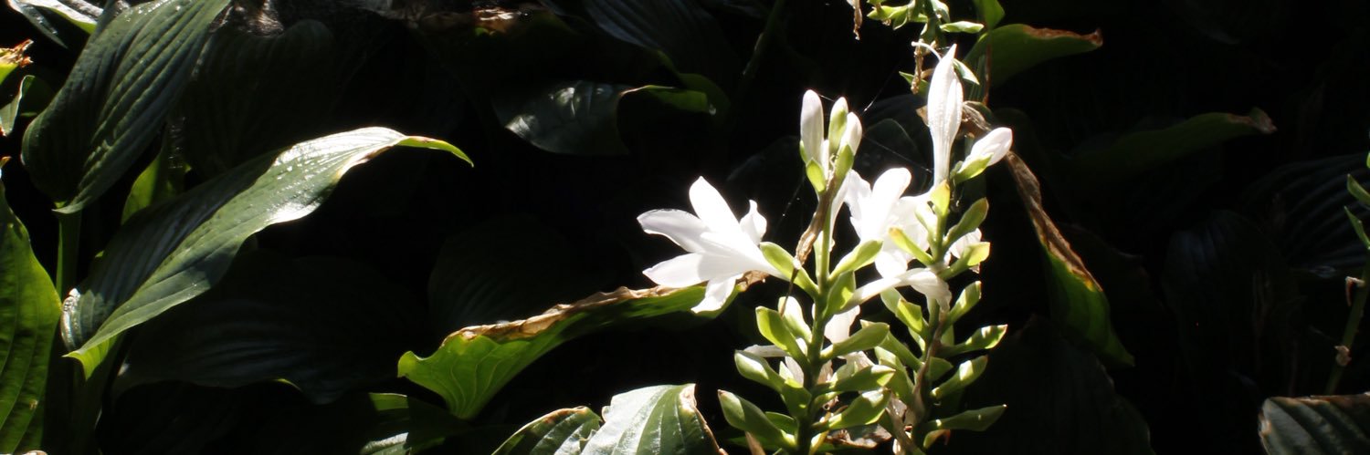 ˚⟡˖ ࣪ keyn banner