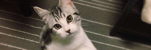 koneko59 Profile Banner