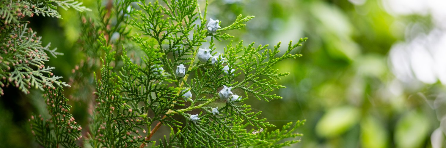 Kostas Fryganiotis banner