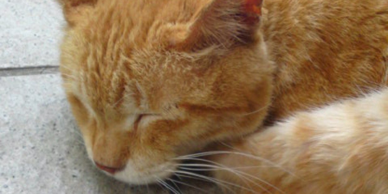 KIIROITORILOVER's profile banner image