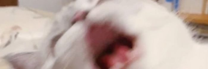 joodtxan's profile banner image