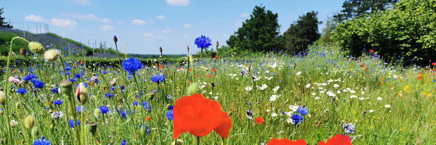 Oliver Bennett banner