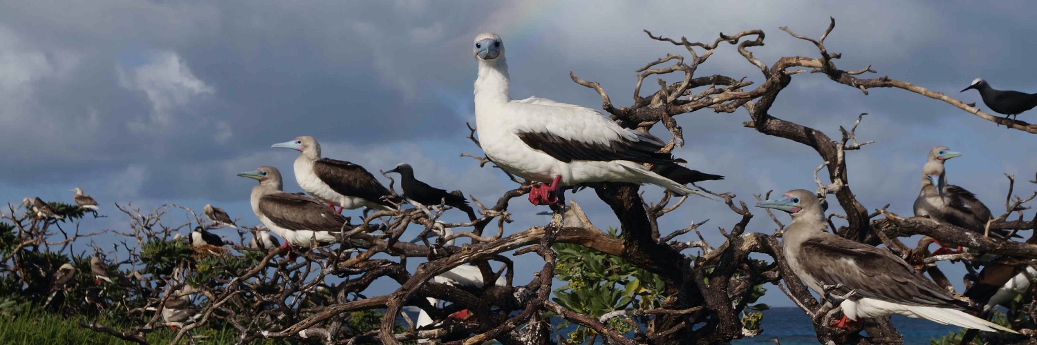 Bird Conservation New Caledonia banner