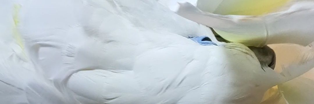 ユキひまヘチマ(＆カブ)'s banner