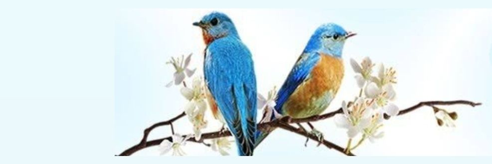 VBElias's profile banner image