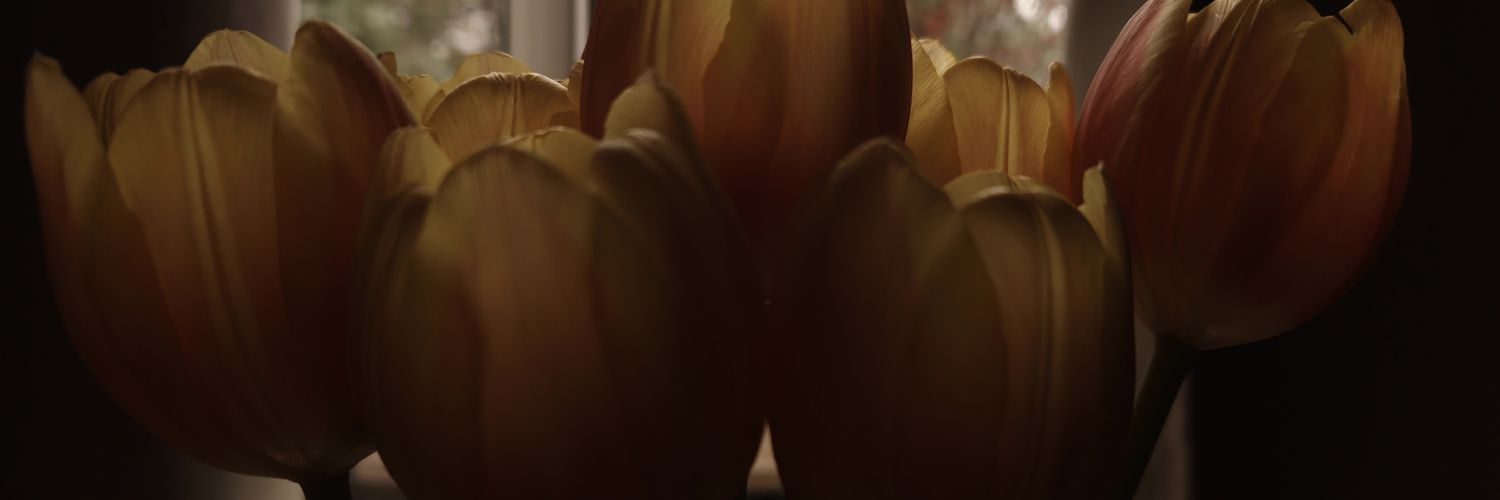 NoxciL's profile banner image