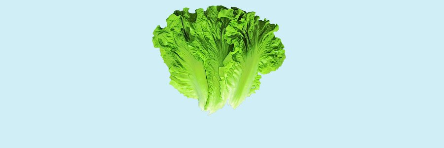 The Turtle-Pigeon banner