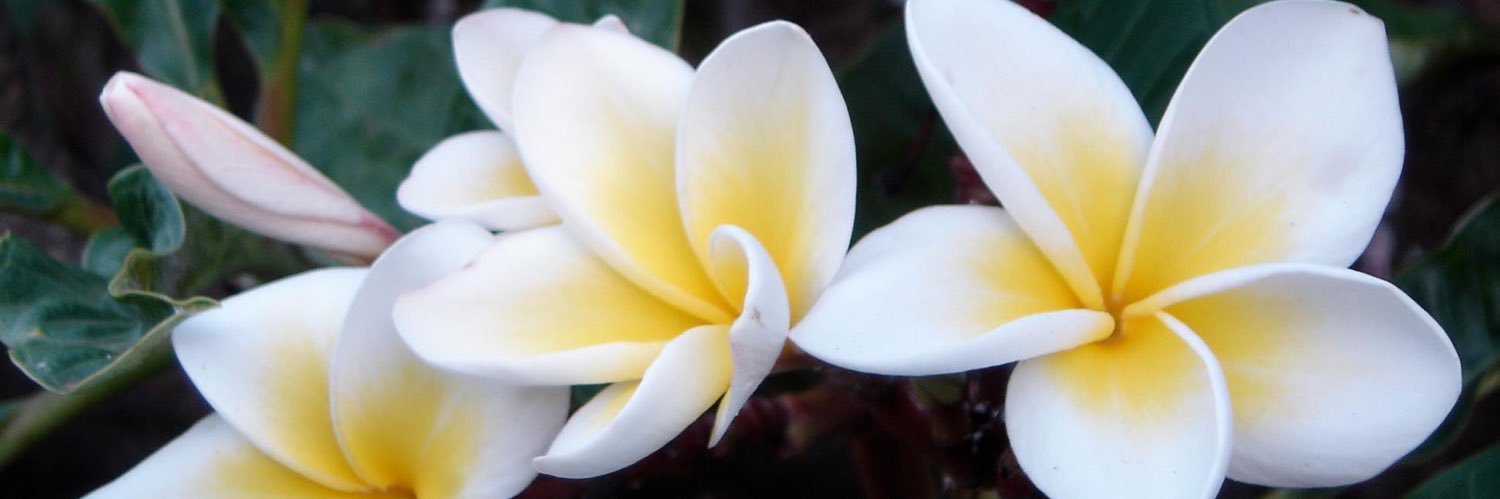 Kim Colombero banner