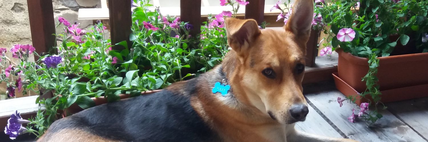 Tinito 🇮🇹 🖤💙⭐⭐ banner