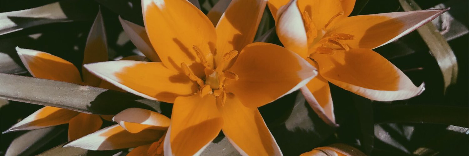 aorewiler's profile banner image