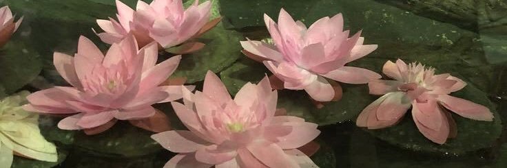 bamakmuj's profile banner image