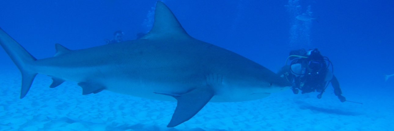 Andre Gagne 🏴‍☠️🏴‍☠️ banner