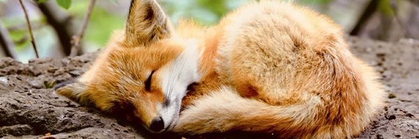 Aga 🌱🦊 Profile Banner