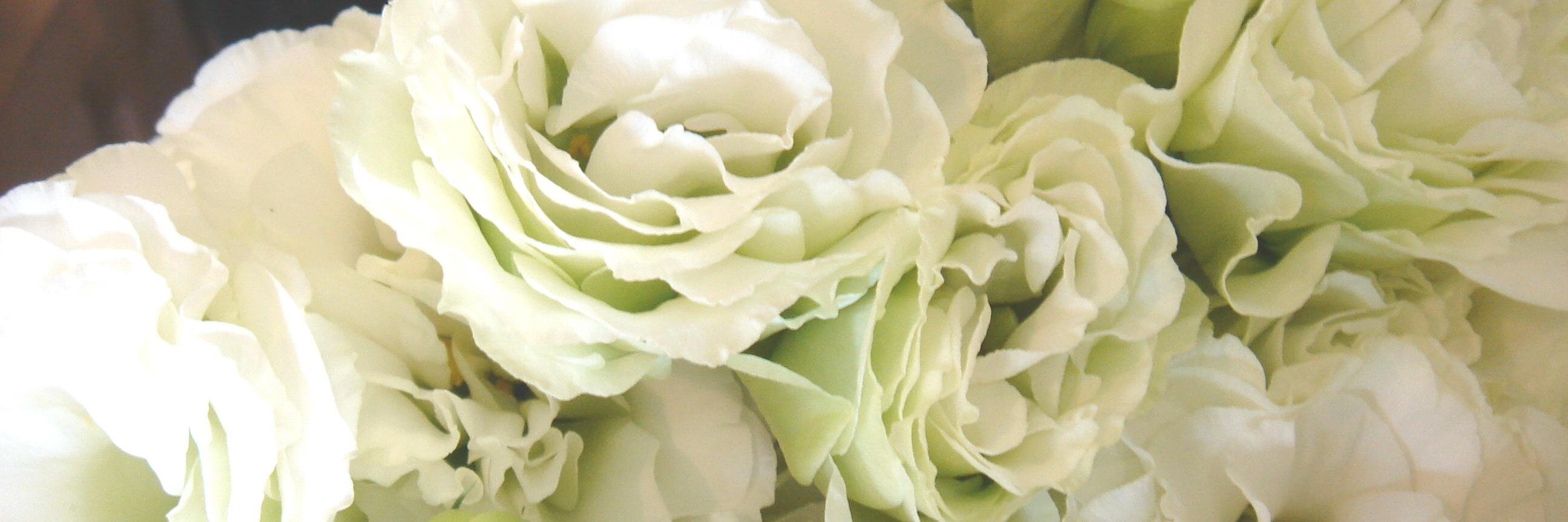 eustoma_green's profile banner image