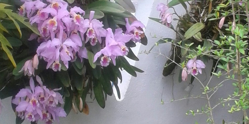 anantonieta's profile banner image