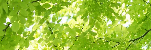 御明 banner