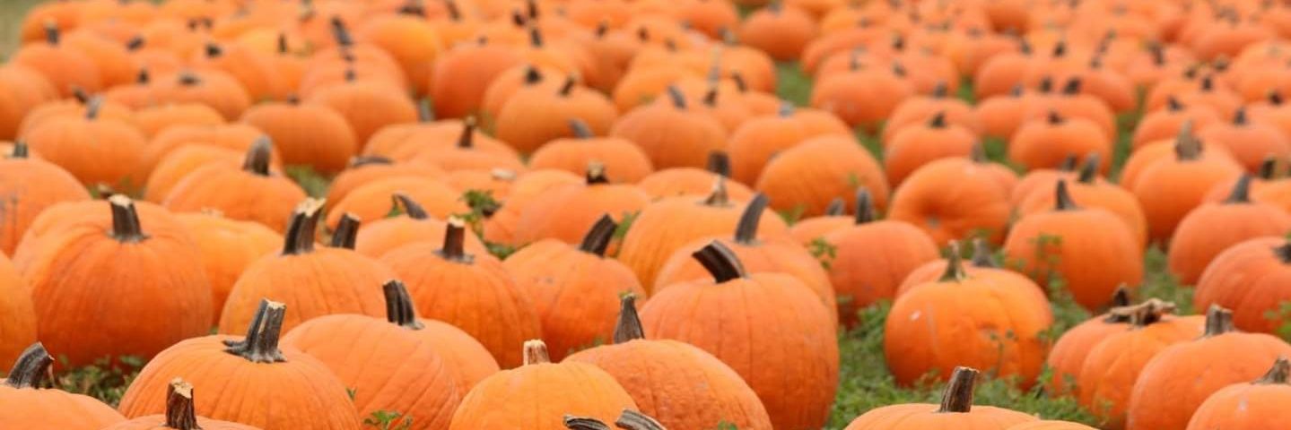 PLUMPKIN banner