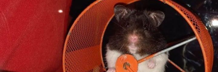 Susan_V11's profile banner image