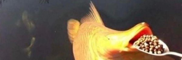 Yui_Auroraz Profile Banner