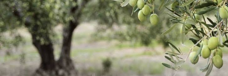 Carlo Cinquetti banner