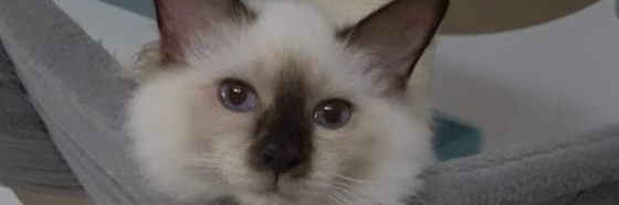 Granichez's profile banner image