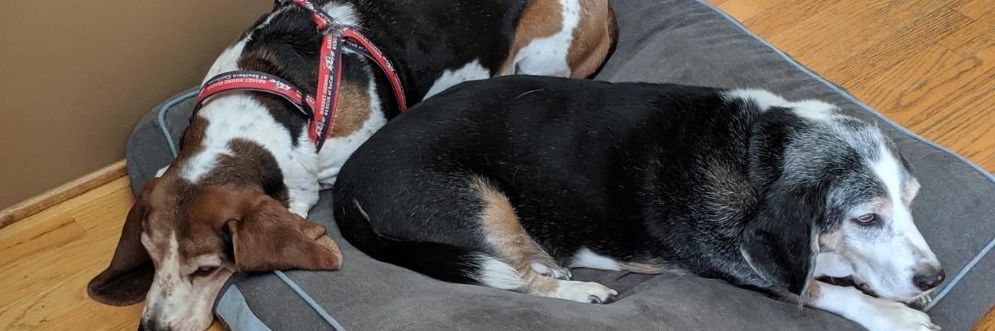 Pam Schmidt 🐶🐈🐴 banner