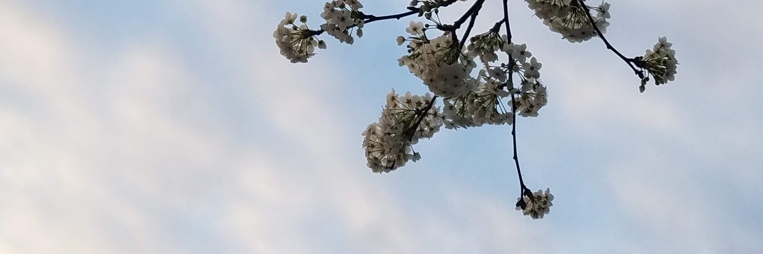 claire_mcnerney's profile banner image