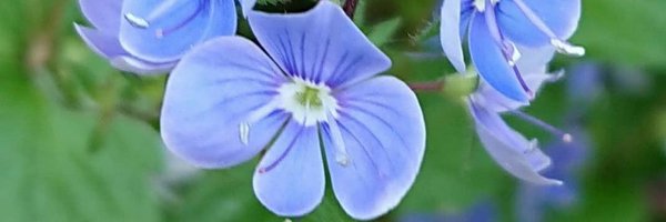 ephemere_I Profile Banner