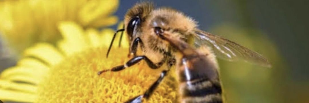 Guadalupe Contreras banner