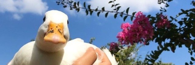UalahCok's profile banner image