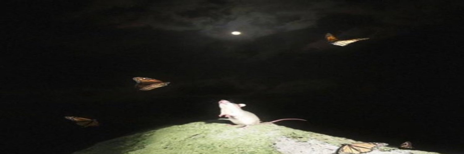 shockie711's profile banner image
