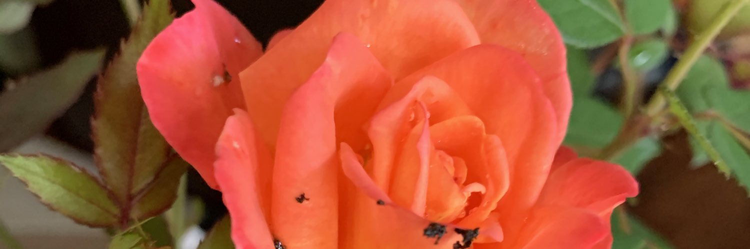 RJRubyDJR's profile banner image