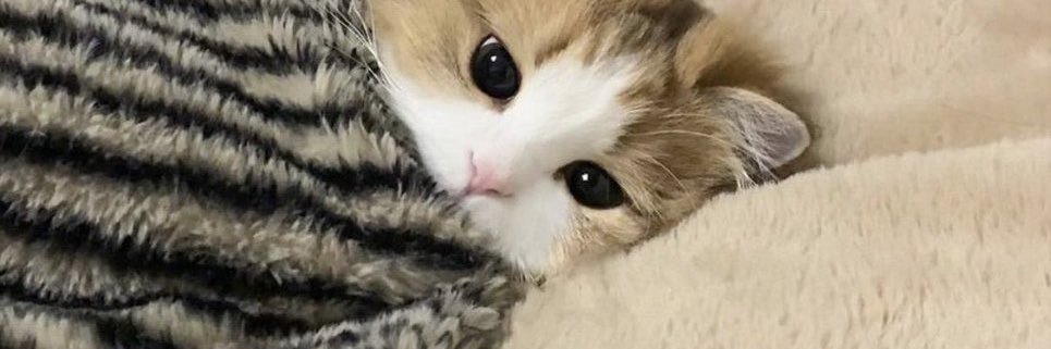 cheesesteek's profile banner image