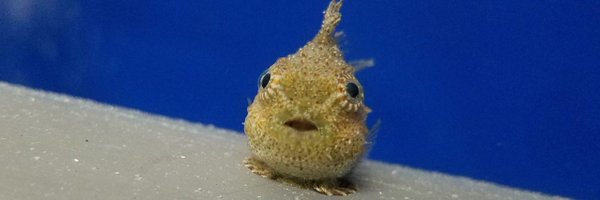 HealsMR Profile Banner